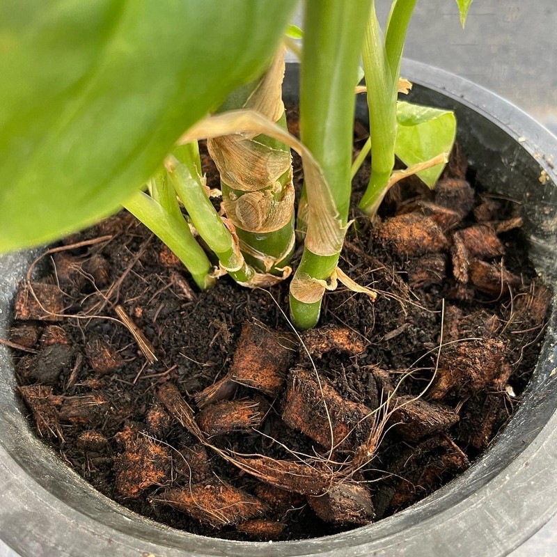 Nature Plants Clean and Rejuvenate Just by Gaining Your House