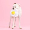BARK Puppy Side Up Egg Dog Toy With Squeaker For