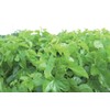 Health & Wild Grass Tea Center Mulberry Leaf Tea, Made