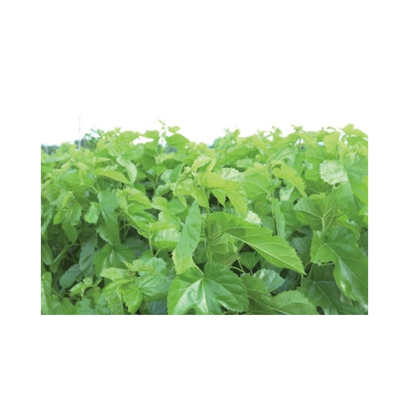 Health & Wild Grass Tea Center Mulberry Leaf Tea, Made