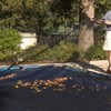 Doheny's Professional Grade Leaf Nets for In-Ground Swimming Pools |