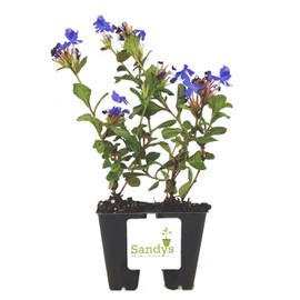 Sandys Nursery Online Plumbago Ceratostigma Deep Blue Flower Groundcover Plumbaginoides Lot of 6 Starter Plants