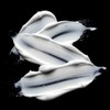 Dark Oil Lightweight Mask, with Jojoba and Argan Oils, 16.89