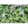 1000+ CATNIP SEEDS - PERENNIAL - BUG REPELLING - NON