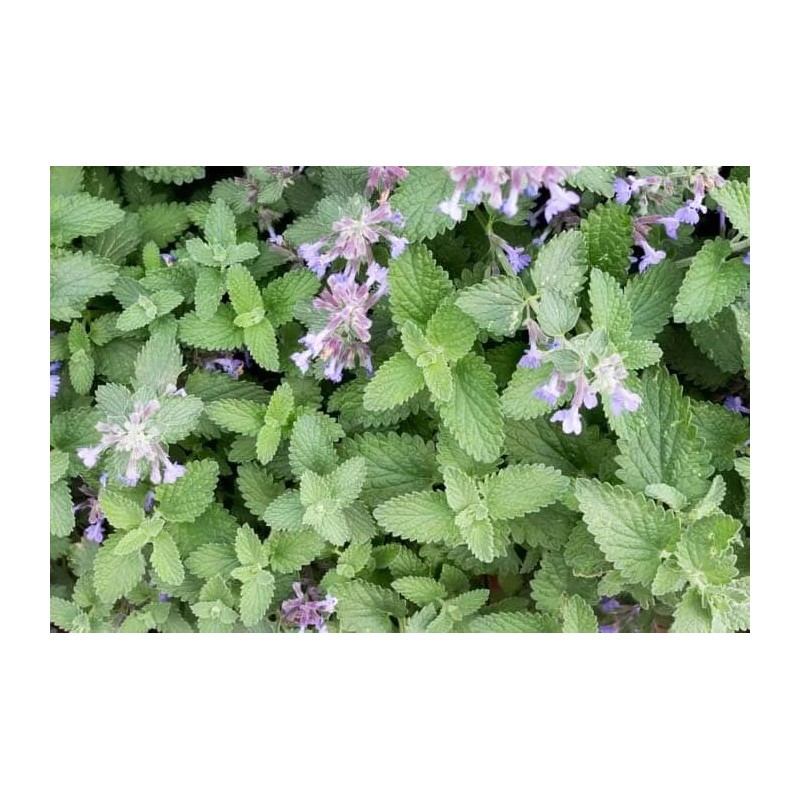 1000+ CATNIP SEEDS - PERENNIAL - BUG REPELLING - NON