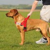Annchwool No Pull Dog Harness with Soft Padded Handle,Reflective Strip