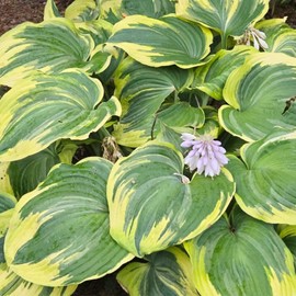 Earth Angel Hosta Seeds 100 Pcs Shade Loving Giant Leaf Hosta Perennial Seed Low Maintainence for Garden Borders Containers