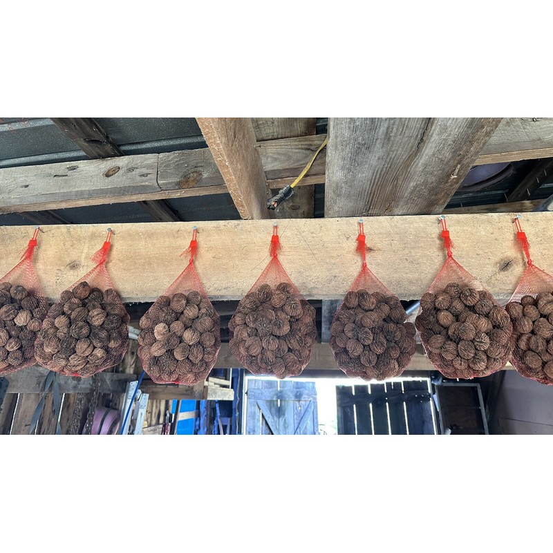 Fresh 110 Black Walnuts 2023 Foraged In Kentucky 3 lb