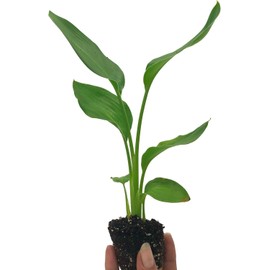 Live Orange Birds of Paradise Plant - ‘Orange Birds of Paradise’ Strelitzia Reginae - ragnaroc Tropical Plant 6-10” Tall - 5ct - Live Arrival Guaranteed - House Plants for Home Decor & Gift