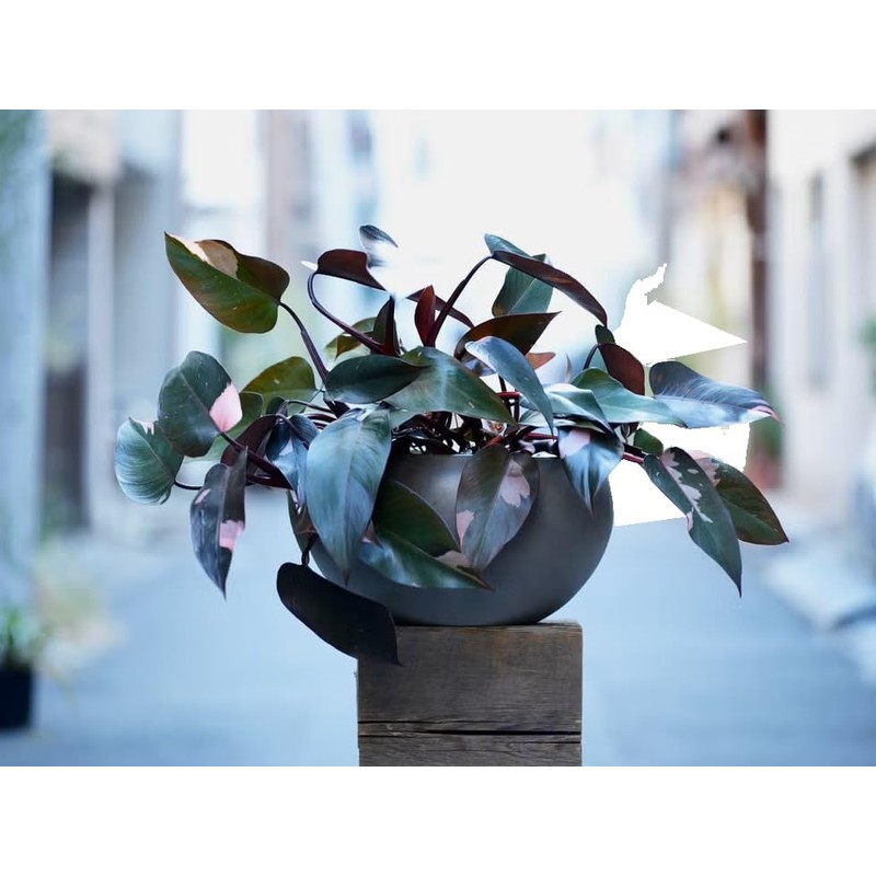 Super Absorbent Polymer Keep Water and Liquid Nutrition for Plants