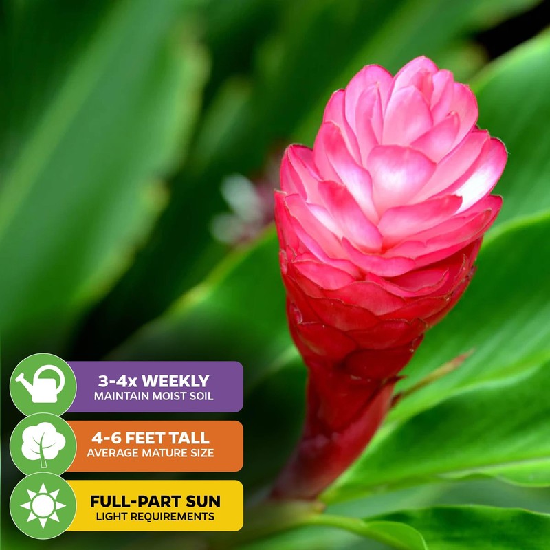 Hot Pink Ginger Live Herb Plant - Alpinia purpurata -