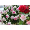 Mixed Impatiens Balsamina Balsam Seeds Camelia Impatiens Seeds Double Flower
