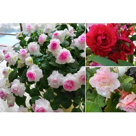Mixed Impatiens Balsamina Balsam Seeds Camelia Impatiens Seeds Double Flower Garden Patio Container 100pcs