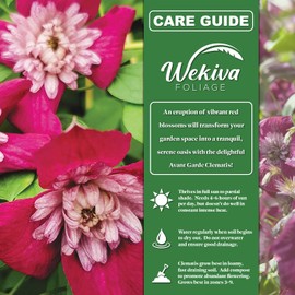 Clematis Avant Garde - 3 Live Starter Plants in 2 Inch Growers Pots - Starter Plants Ready for The Garden - Rare Clematis for Collectors