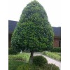 Tree 2 Foster Holly Trees/Shrubs - Live Plants - 6-12"