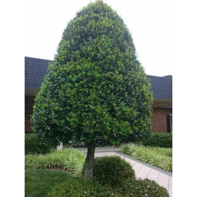 Tree 2 Foster Holly Trees/Shrubs - Live Plants - 6-12"