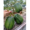 KSGARDEN 5 PCS TAIWAN APPLE LUFFA F1 SUPER SWEET ,