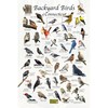 Where's Wildlife Backyard Birds of Connecticut - Laminated Bird Identification