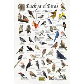 Where's Wildlife Backyard Birds of Connecticut - Laminated Bird Identification Poster Chart (12" x 18")