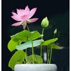 12Pcs Mixed Color Open Mouth Bowl Lotus Seeds - Stunning