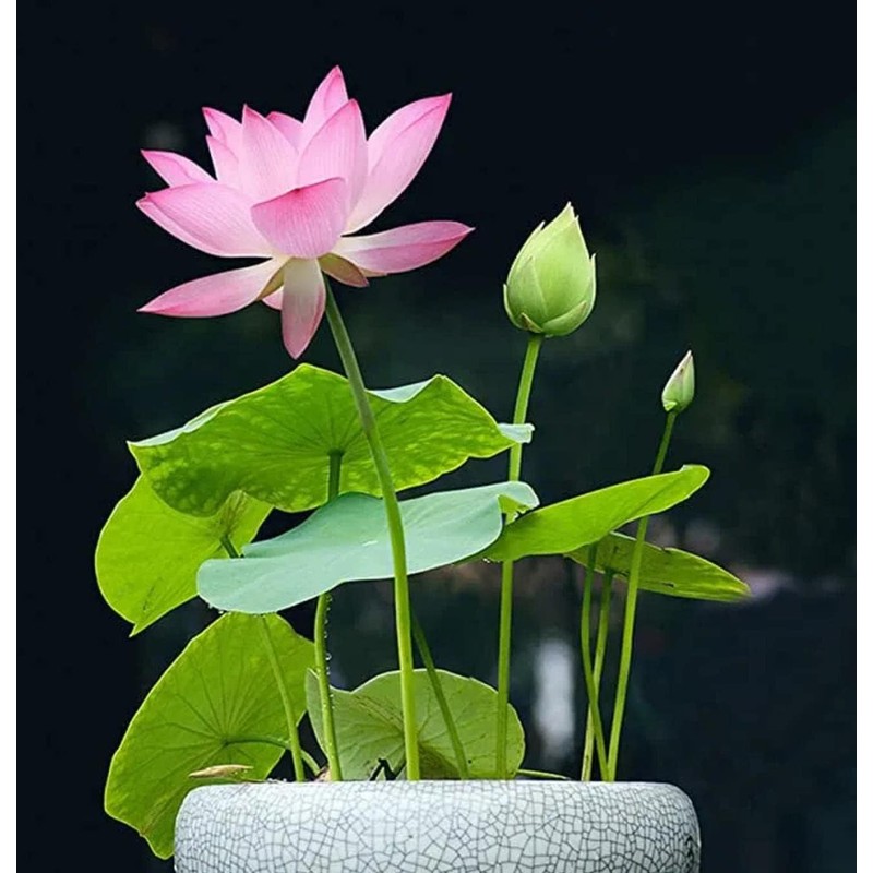 12Pcs Mixed Color Open Mouth Bowl Lotus Seeds - Stunning