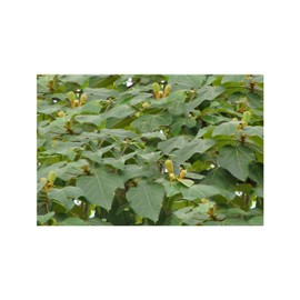 Balsa Wood 10 Tree Seeds Snow White Flowers = Bonsai Ornamental =Ochroma lagopus