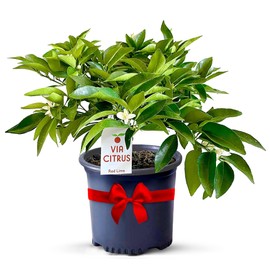 Red Lime Citrus Tree - Live Indoor Tree Cannot Ship: CA,AZ,TX,LA - Red Lime Tree Live Plants, Citrus Plants, Lime Trees Live Plants, Citrus Tree, Lime Plant, Fruit Trees Live Plants by Via Citrus