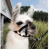 Weaver Leather Livestock Llama Halter, Black, Medium