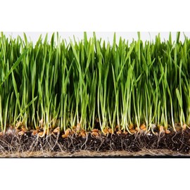 Super Absorbent Polymer Helps Plant Growth and Plant Establishment (10 Pounds)