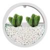 Round Wall Planter - Clear Vase Air Plants Holders |