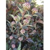 Proven Winners - Physocarpus op. Tiny Wine (Ninebark) Shrub, dark