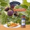 Charles Jacquin-St.Dalfour Consrv, Fig, 100% Fruit, 10-Ounce (Pack of 6)