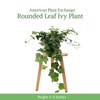 American Plant Exchange English Ivy – Live 6-Inch Potted Trailing