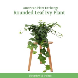 American Plant Exchange English Ivy – Live 6-Inch Potted Trailing Vine, Low-Maintenance Air-Purifying Houseplant for Hanging Baskets, Shelves & Indoor Home or Office Décor