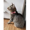 2Pcs Pink Cat Collar Breakaway with Bowtie Bell, Pink Plaid