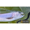 ALPHA and OMEGA - Woolly Bugger Fly KIT (20 Flies)
