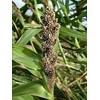 Japanese Millet - Duck - Food Plot - 5 LB