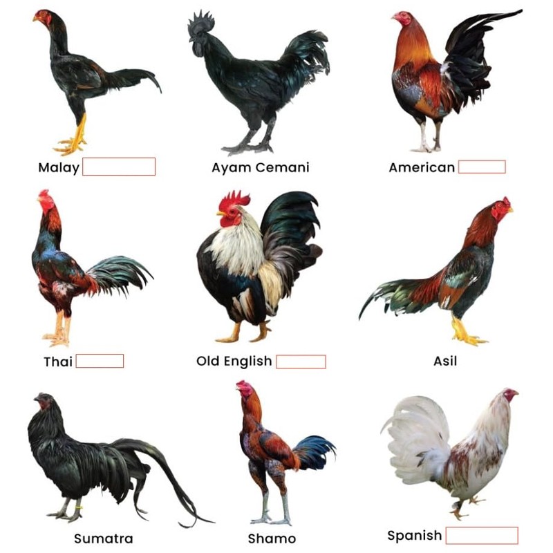 Farmalab B12 5500 Plus for Rooster Chicken Hens Poultry Gamefowl