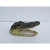 Atlantic Coral Enterprise Real Alligator head from a 4 foot