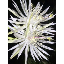 Pack of 3 Cutting Epiphyllum Orchid Cactus Succulent Strictum Big White Flower Plant #TND161