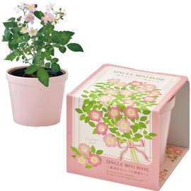 Seishin Pottery GD-100902 All Year Round Home Garden Easy Cultivation Kit, Mini Rose, Flower Cultivation Set (Free Research), Pot Approx. 3.9 x 4.3 inches (10 x 11 cm), Thanksgiving Garden, Mother's