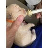 betevie Mini and Original Nipple with Syringes for Puppy Kitten