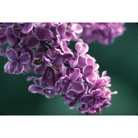 crafts-n-more-store Fresh Lilac Candle/Soap Fragrance Oil 1oz