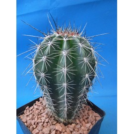 Tucson Tools Goognice Saguaro Cactus 5" to 10" Tall 8 to 10 Years Old (Shipped Bare Root!)