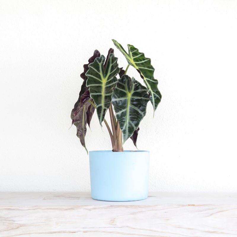 United Nursery Alocasia Polly Live Plant in 6 inch White