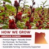 Hibiscus Tea Bags, Hibiscus Flower Herbal Tea - Caffeine &