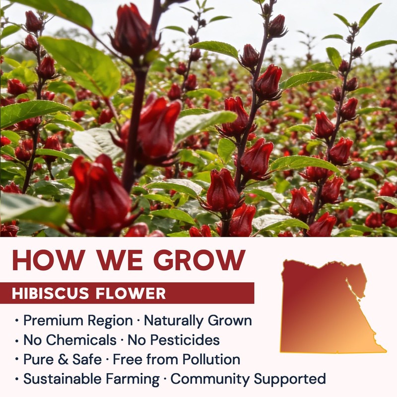 Hibiscus Tea Bags, Hibiscus Flower Herbal Tea - Caffeine &