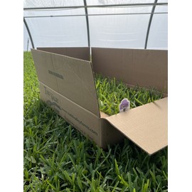 Palmetto St. Augustine Grass Plugs