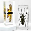 Taxidermy Insect, Preserved Bugs Insect Specimens in Resin for Closer-Look
