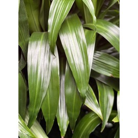 Leon & George Lon &?George Black Soap Leaf Cleaner Spray for Houseplants